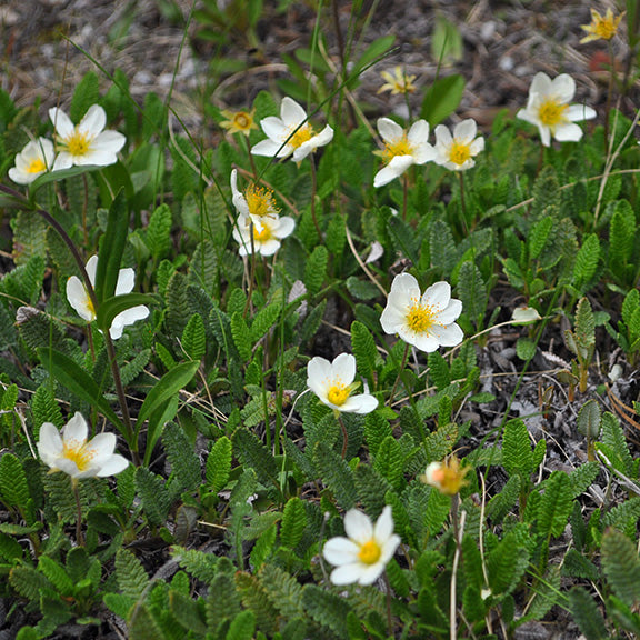 A sprawling patch of White Mountain Avens (Dryas octopetala) in full bloom, its daisy-like flowers swaying gently among grasses and other alpine flora. This hardy, low-growing perennial has stood the test of time, proving that even the smallest plants can leave a lasting mark on history.