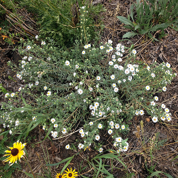 A dense, sprawling mound of Symphyotrichum falcatum (White Prairie Aster) spreads outward, covered in dozens of tiny white blooms with golden centers. The wiry green stems and silvery green leaves weave together, forming a textured base as the profusion of white flowers pops against the earthy soil and neighboring prairie plants.