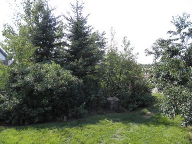 A backyard scene with mature Picea glauca (White Spruce) trees rising tall in the center, their dense, blue-green needles forming a thick screen. Shrubs and smaller trees grow around the base, with a patch of green lawn in the foreground under bright sunlight.
