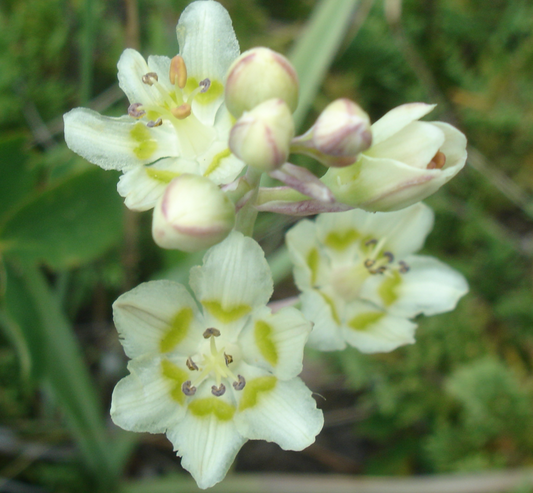 A close-up of Anticlea elegans (White Camas) flowers, displaying delicate white petals with a greenish-yellow ring near the center and dark stamens. The buds, still unopened, have a hint of pink at their tips.
