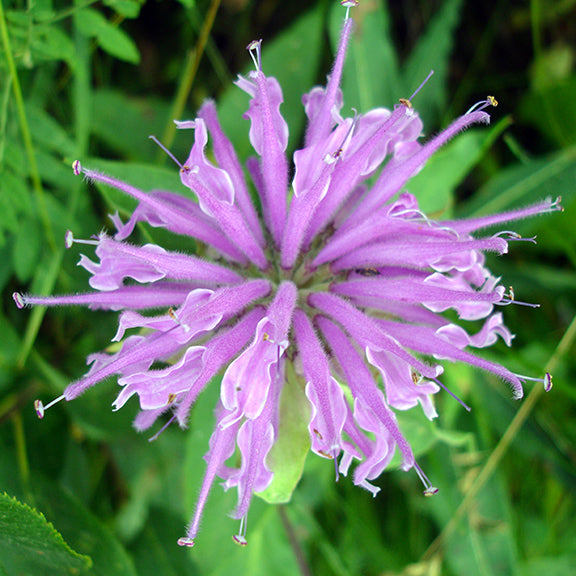The intricate magenta bloom of Wild Bergamot (Monarda fistulosa) bursts outward in a starburst of slender, tubular petals. Fine hairs along the petals catch the light, while dark-tipped stamens extend gracefully beyond the edges.