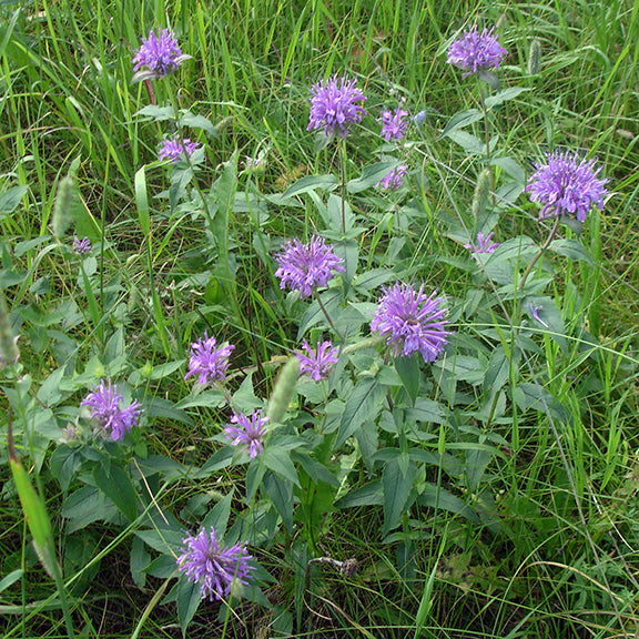 A cluster of Wild Bergamot (Monarda fistulosa) plants stands tall in a grassy meadow, each topped with vibrant purple flower heads. Their upright stems and narrow, lance-shaped leaves blend with the surrounding prairie grasses.