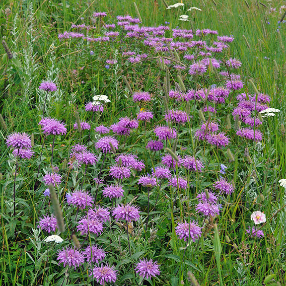 A sprawling patch of Wild Bergamot (Monarda fistulosa) spreads across a sunlit meadow, with numerous purple blossoms swaying among the grasses. White yarrow and other native wildflowers add contrast to the scene.