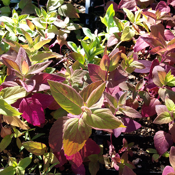 Young Wild Bergamot (Monarda fistulosa) plants in trays display a striking mix of green, burgundy, and purple-tinged leaves. The foliage catches warm sunlight, highlighting the rich color variations in the emerging growth.