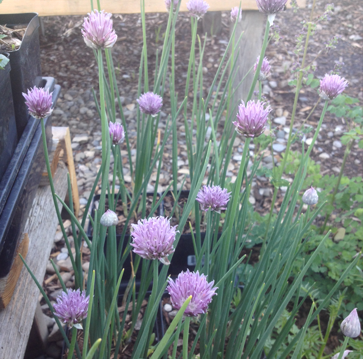 A cluster of Allium schoenoprasum (Wild Chives) growing in pots, with slender green leaves and round, purple flower heads. The delicate blossoms contrast with the tall, upright stems.