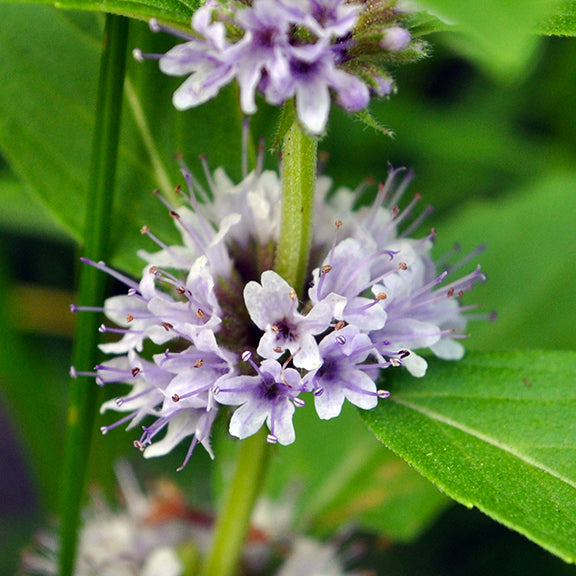 A dense whorl of pale purple flowers encircles the fuzzy green stem of Wild Mint (Mentha arvensis). Each delicate bloom is tipped with dark purple stamens, contrasting against the soft petals and vibrant green leaves.