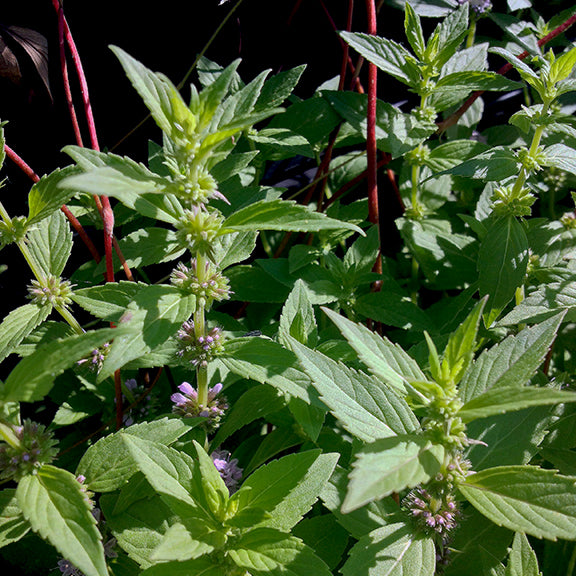 Multiple stems of Wild Mint (Mentha arvensis) with bright green, lance-shaped leaves and soft purple flowers grow in a sunlit setting. Red-twig dogwood branches in the background add contrast to the dense Wild Mint growth.