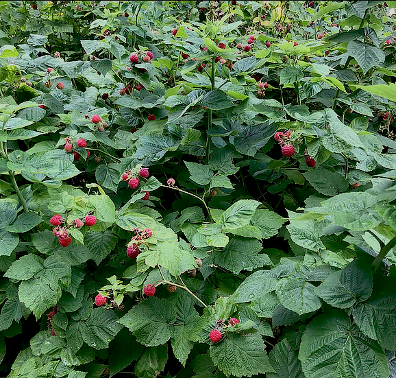 A dense thicket of wild red raspberry (Rubus idaeus) fills the frame, with clusters of ripe red berries peeking through a sea of green foliage. The compound leaves, sharply toothed and slightly wrinkled, create a lush backdrop for the bright fruit dotting the stems.