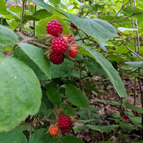 Bright red berries of wild red raspberry (Rubus idaeus) dangle in small clusters, their tiny drupelets glistening with juice. The berries stand out vividly against the soft, hairy green leaves, while faintly bristled stems are visible winding through the background.