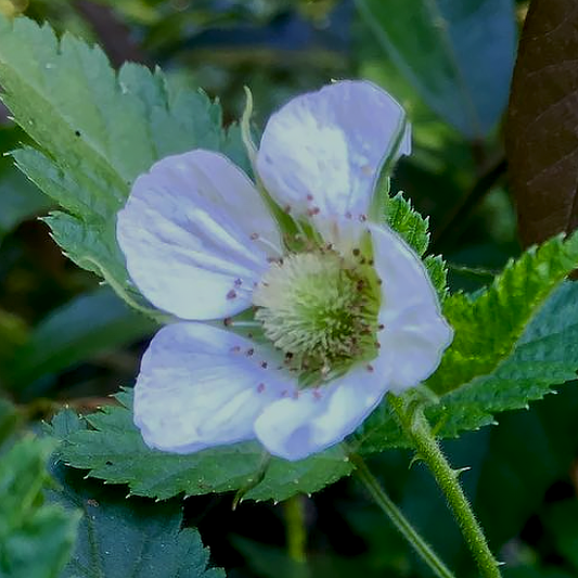 A single white flower of wild red raspberry (Rubus idaeus) opens among green foliage, showing off five delicate petals and a pale green cone-shaped center packed with developing seeds. The finely toothed leaflets surrounding the flower are distinctively veined.