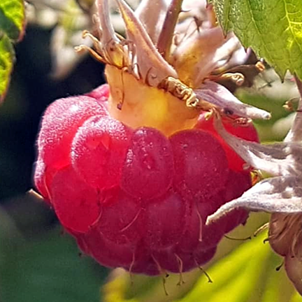 A close-up of a ripe wild red raspberry (Rubus idaeus) reveals the intricate cluster of drupelets forming the fruit. The berry glows deep red, still attached to its receptacle, with tiny hairs visible on the outer skin and the leafy calyx curling back.