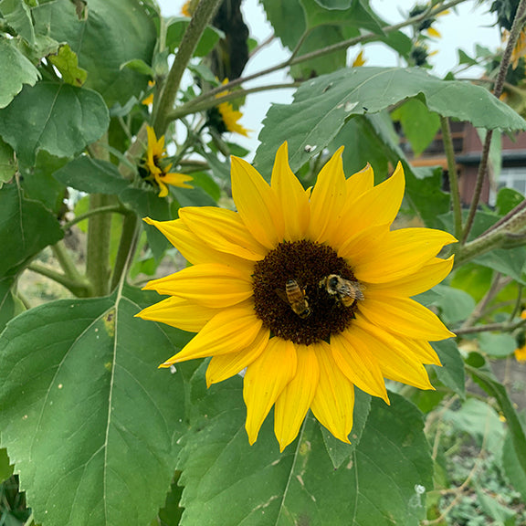 A single Helianthus annuus (Annual Sunflower) with a dark brown center, visited by two bees collecting nectar and pollen. The bright yellow petals curve slightly outward, drawing attention to the intricate details of the flowe's disk florets. Lush green foliage surrounds the bloom, with broad, slightly serrated leaves providing a dense backdrop. The scene captures a moment of pollination, highlighting the sunflower's role in supporting local pollinators.
