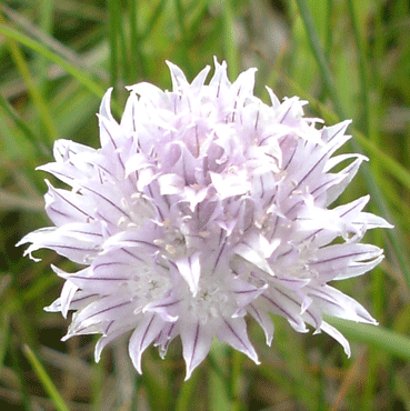 A single Allium schoenoprasum (Wild Chives) flower in detail, showcasing its light purple, spiky petals and intricate star-like shape against a backdrop of natural grasses.
