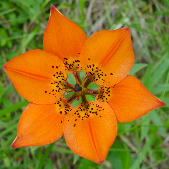 A vibrant, star-shaped orange lily with six pointed petals, each speckled with dark spots near the center. The flower is in full bloom, standing out against a blurred green background of grass.
