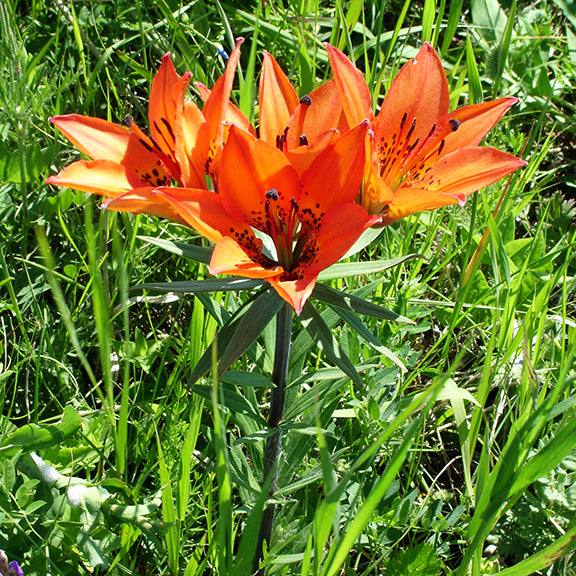 A striking group of bright orange Wood Lilies with dark-spotted petals, standing tall on a single stem amidst lush green grass. The deep green, narrow leaves contrast beautifully with the fiery petals.