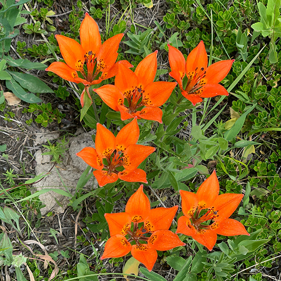 A patch of vivid orange Wood Lilies blooming among native grasses and low-growing vegetation, their bold color catching the eye against the greens and greys of the prairie.