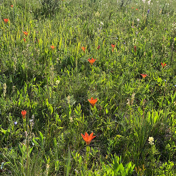 A sweeping view of a meadow dotted with orange Wood Lilies, their bright blooms punctuating the sea of green. The flowers appear naturally dispersed among grasses and other wildflowers, bathed in warm sunlight.