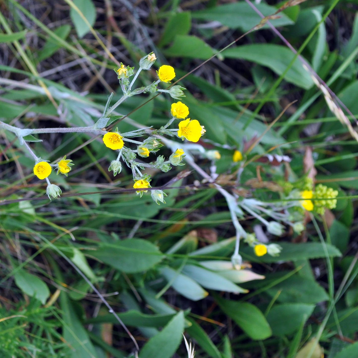 A sprawling patch of Potentilla hippiana (Woolly Cinquefoil) in bloom, with clusters of small, bright yellow flowers rising above the silvery, hairy foliage. The dense, woolly leaves and stems are easily visible, contrasting with the surrounding green grasses and forbs in this sunny grassland setting.