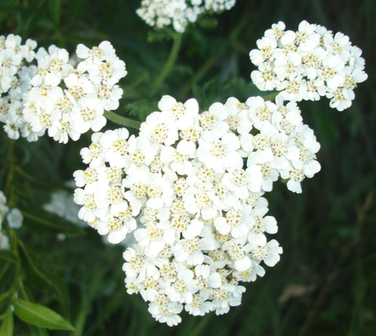 A close-up of Achillea borealis (Yarrow) flowers, displaying dense clusters of small, white blooms with delicate petals and yellow centers. The fern-like green foliage is partially visible in the background.