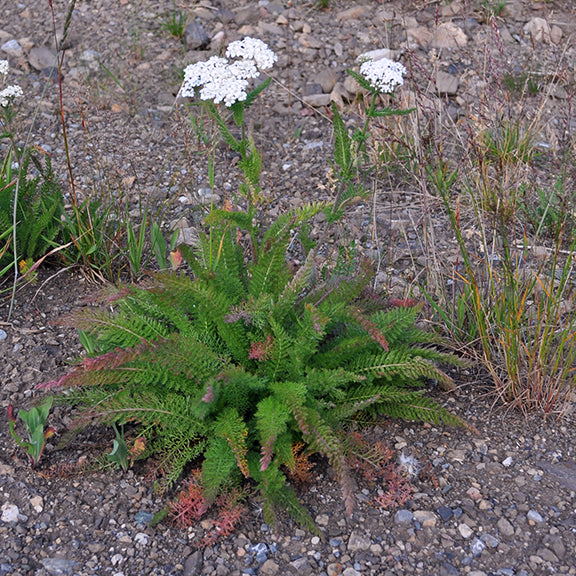 This image shows a cluster of common yarrow (Achillea millefolium) growing in a dry, gravelly area. The plant forms a basal rosette of finely divided, feathery green leaves with some reddish tinges. Upright stems rise from the center, each topped with flat-topped clusters of small, white flowers. The background features sparse vegetation and rocky soil, highlighting yarrow’s adaptability to harsh, disturbed environments.