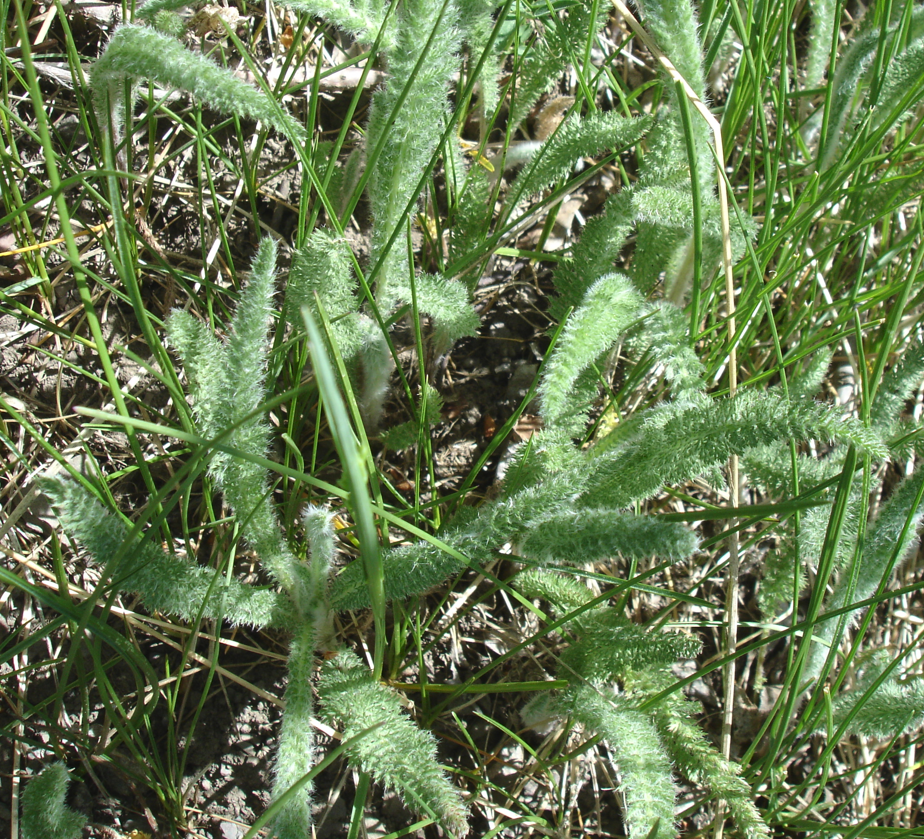 A young Achillea borealis (Yarrow) plant with soft, fuzzy, fern-like leaves emerging from the ground. The silvery-green foliage is surrounded by grass and soil.