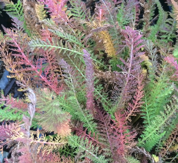 A vibrant mix of Achillea borealis (Yarrow) foliage in autumn colors, with feathery leaves transitioning from green to shades of red, yellow, and purple.
