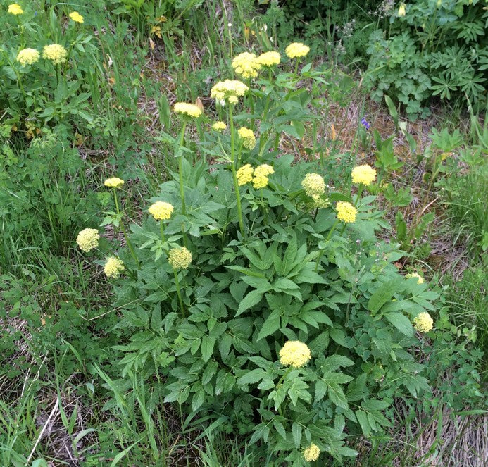 A mature Angelica dawsonii plant growing in a meadow, with numerous tall stems topped with yellow umbels. The deeply lobed green leaves create a lush base, contrasting with the surrounding grasses and wildflowers.