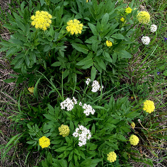 This image shows a group of Yellow Angelica  (Angelica dawsonii) plants growing in a grassy area with Sitka Valerian. The plants have lush, toothed green leaves and produce rounded clusters of tiny flowers. The dome-shaped umbels sit atop sturdy stems, standing out vividly against the dense green foliage and surrounding grasses.
