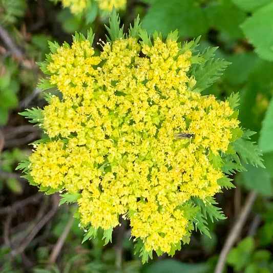 A close-up of Angelica dawsonii in full bloom, displaying a dense, rounded umbel of small, bright yellow flowers. The finely divided green leaves surround the flower head, and a tiny insect is visible resting on the blossoms.