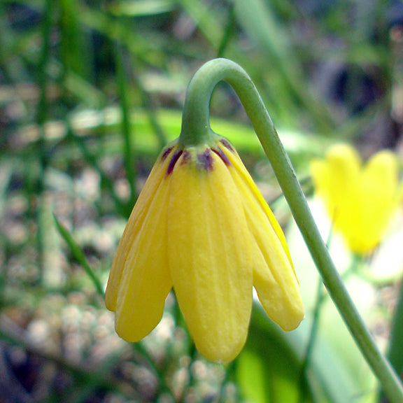 A close-up of Fritillaria pudica (Yellowbells) with its delicate, nodding, bell-shaped yellow flower. The petals curve gently inward, showing faint brown markings near the base, while the slender green stem arches gracefully.