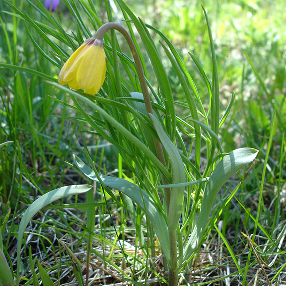 A Fritillaria pudica (Yellowbells) plant growing among grasses, its single bright yellow flower hanging downward from a curved stem. Narrow, grass-like leaves emerge from the base, blending into the surrounding meadow.