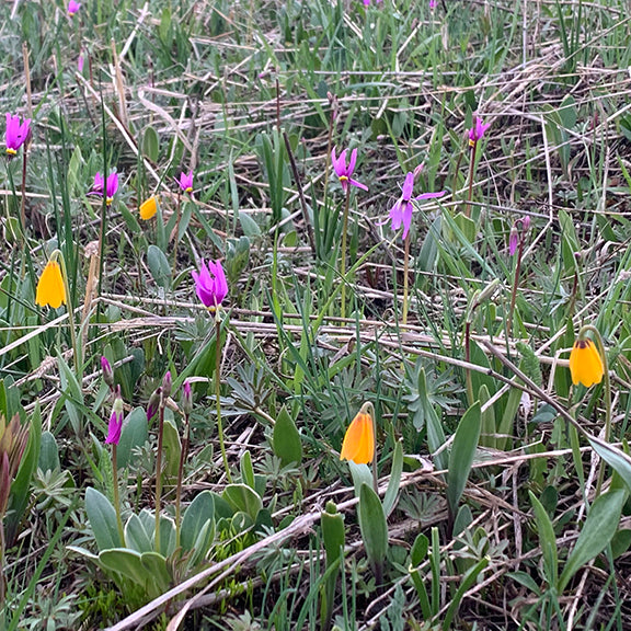 A prairie scene dotted with Fritillaria pudica (Yellowbells) and pink Mountain Shooting Star flowers, scattered among a mix of green foliage and dried grasses. The nodding yellow and magenta blooms create a striking contrast in this early spring landscape.