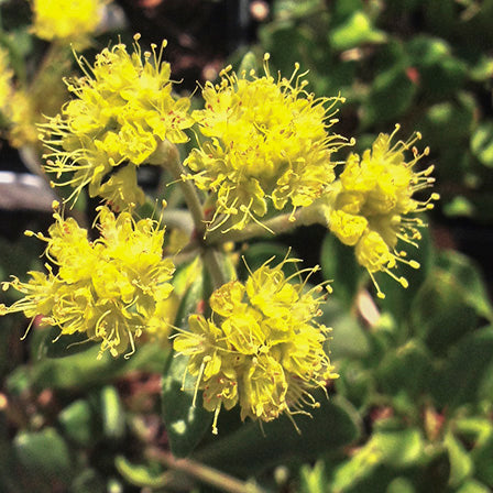 A cluster of Eriogonum flavum (Yellow Buckwheat) flowers with bright yellow, pom-pom-like blooms. Delicate, thread-like stamens extend outward, highlighting the intricate floral structure. The broad green leaves beneath provide contrast, with the flowers illuminated by sunlight.