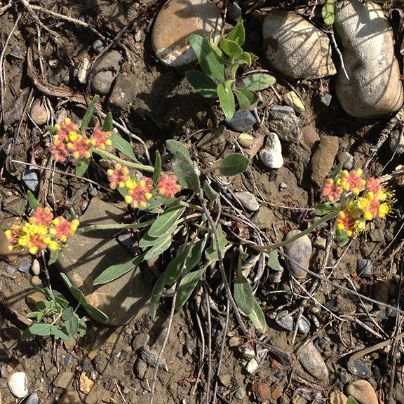A low-growing Eriogonum flavum (Yellow Buckwheat) plant sprawling across rocky terrain. Clusters of small, yellow flower buds tinged with red emerge from fuzzy green leaves, with scattered pebbles and dry soil emphasizing its ability to thrive in harsh conditions.
