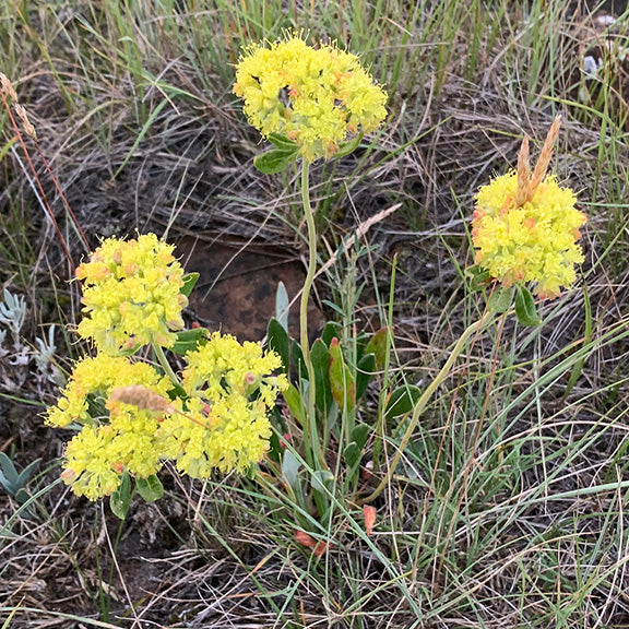 Eriogonum flavum (Yellow Buckwheat) with tight, round clusters of small, bright yellow flowers blooming atop upright stems. The plant has a basal rosette of smooth, narrow leaves and is growing among dry prairie grasses and sagebrush in a natural grassland setting.