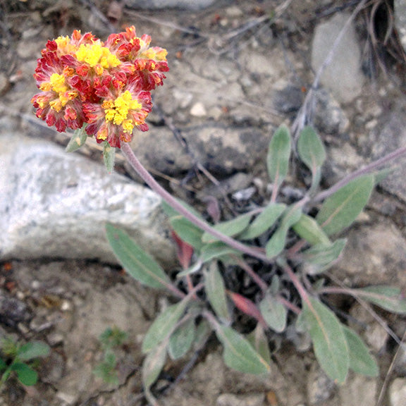 A striking Eriogonum flavum (Yellow Buckwheat) bloom as it's aging with deep red outer bracts contrasting against golden yellow flowers. Silvery-green leaves and reddish stems add texture, showcasing the plant's drought-adapted features as it grows in rocky, exposed terrain.