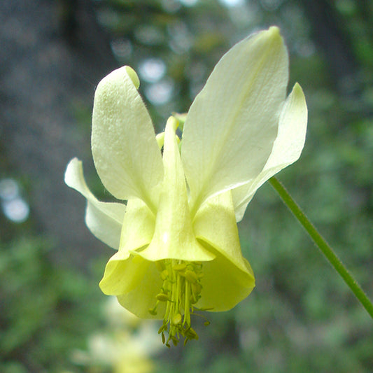 Close-up of an Aquilegia flavescens (Yellow Columbine) flower with pale yellow petals and long, gracefully curved spurs. The soft, translucent petals and bright yellow stamens stand out against a blurred forest background.
