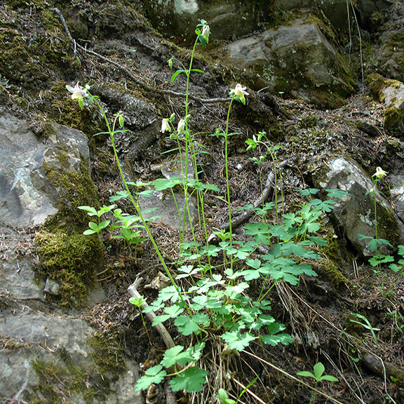 A group of Aquilegia flavescens (Yellow Columbine) plants growing on a moss-covered rocky slope. Tall, slender stems support delicate yellow flowers, contrasting with the rugged terrain and green foliage.