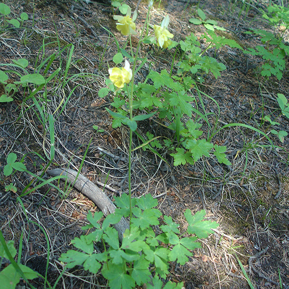 Aquilegia flavescens (Yellow Columbine) plants growing in a shaded forest clearing. The finely lobed green leaves and nodding yellow flowers are scattered among natural woodland vegetation.