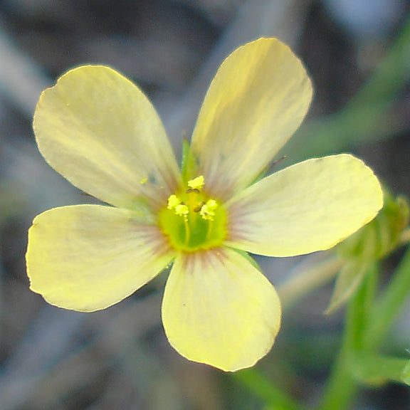 A delicate, five-petaled yellow bloom with a bright green center and faint reddish-brown veins leading inward. The flower’s stamens, topped with tiny yellow anthers, contrast against the smooth petals.