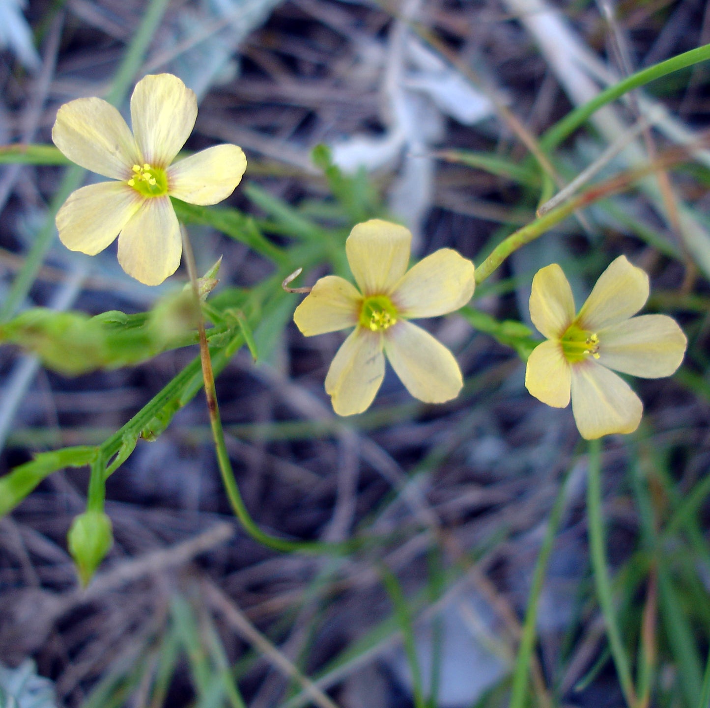 Three pale yellow blooms with slightly ruffled petals, stretching from wiry green stems. The flowers sway among dried grass and scattered greenery on the prairie floor.