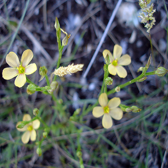 A handful of dainty yellow flax flowers on spindly green stems, interspersed with small grass seed heads. The blooms stand out against a backdrop of dry prairie vegetation.
