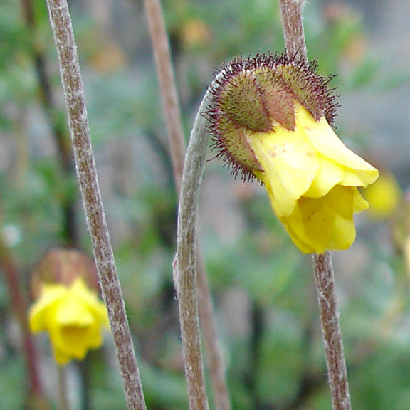 A close-up of a Yellow Mountain Avens (Dryas drummondii) flower, with a bright yellow, nodding bloom framed by a fuzzy, reddish-brown calyx. The slender, softly hairy stem curves gently, giving the flower its signature drooping appearance.