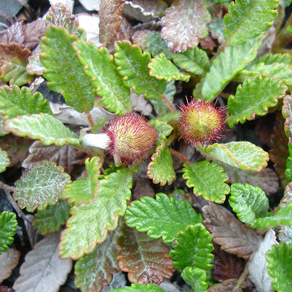 A low-growing mat of Yellow Mountain Avens (Dryas drummondii), with dense, deeply lobed green leaves edged in soft bronze. Two fuzzy, red-tipped flower buds emerge from the foliage, waiting to unfurl into golden blooms.