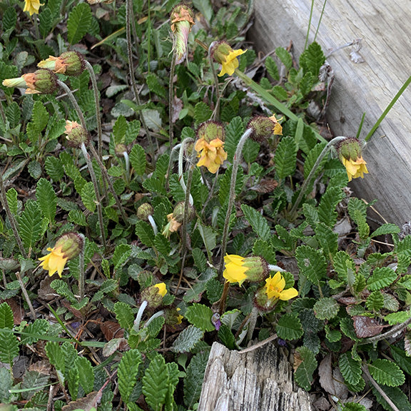 A naturalized patch of Yellow Mountain Avens (Dryas drummondii) spreading along a rocky garden bed. Clusters of nodding yellow flowers, each backed by a ring of fine, reddish hairs, rise above the textured, serrated foliage.