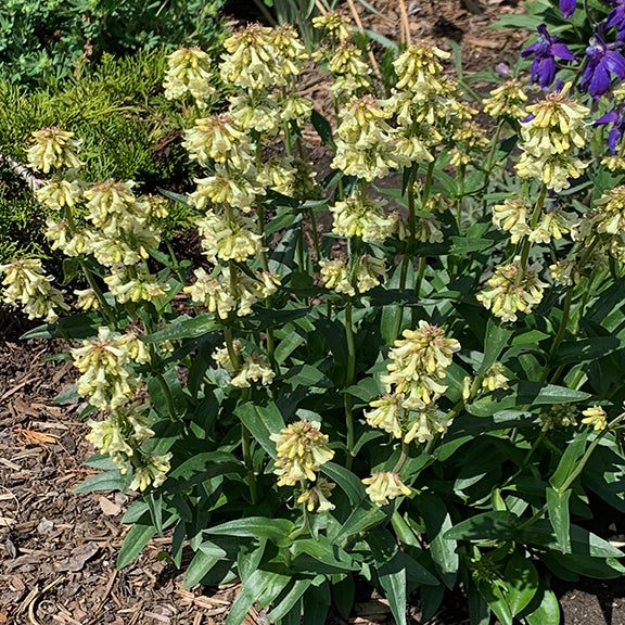 A wider shot of Yellow Penstemon (Penstemon confertus), showing multiple plants covered in abundant clusters of pale yellow flowers. The green leaves contrast with the soft yellow tones of the blossoms.