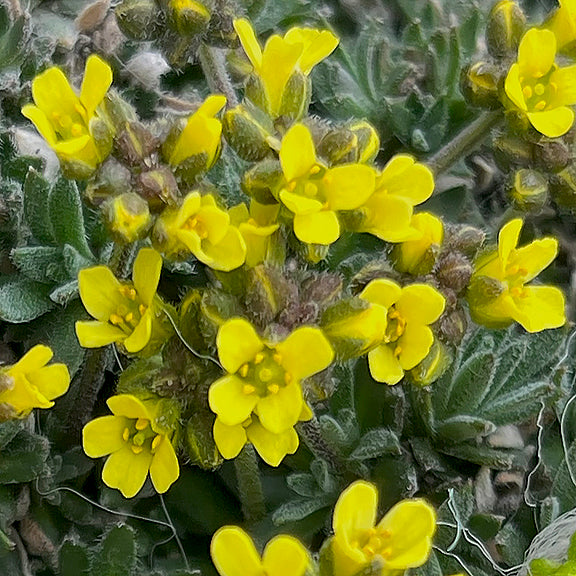 A close-up view captures the fine details of Yellowstone Draba (Draba incerta) in full bloom, showcasing dense clusters of tiny, vivid yellow flowers. Each small blossom pops against the backdrop of fuzzy, grey-green leaves, revealing the plant's cushion-like growth habit and its perfect adaptation to rocky alpine environments.