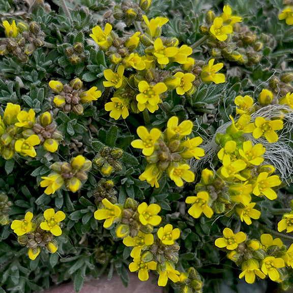 A close-up view of Yellowstone Draba (Draba incerta) reveals clusters of tiny, vibrant yellow flowers nestled among dense mats of dark green, fuzzy foliage. Each bright bloom pops against the silvery hairs of the leaves, highlighting this hardy alpine plant's ability to thrive in rocky, exposed environments.