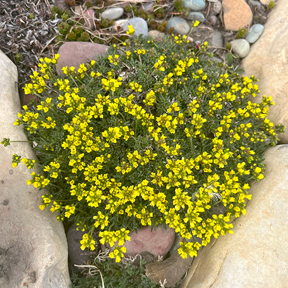 A dense, low-growing mound of Yellowstone Draba (Draba incerta) bursts with tiny, bright yellow flowers. The cheerful blooms create a golden cushion tucked between smooth stones, perfectly suited for rocky alpine gardens or dry, open spaces.