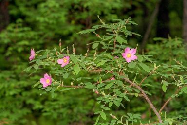 Rosa acicularis (Prickly Rose)